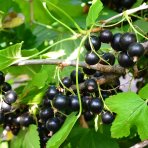 Ríbezľa čierna (Ribes nigrum) ´TITANIA´ - stredne skorá, výška 40-60 cm, kont. C5L - KRÍKOVÁ